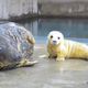 Gray seal Kara and her new female pup. Photo: Jacqueline Conrad, Smithsonian’s National Zoo